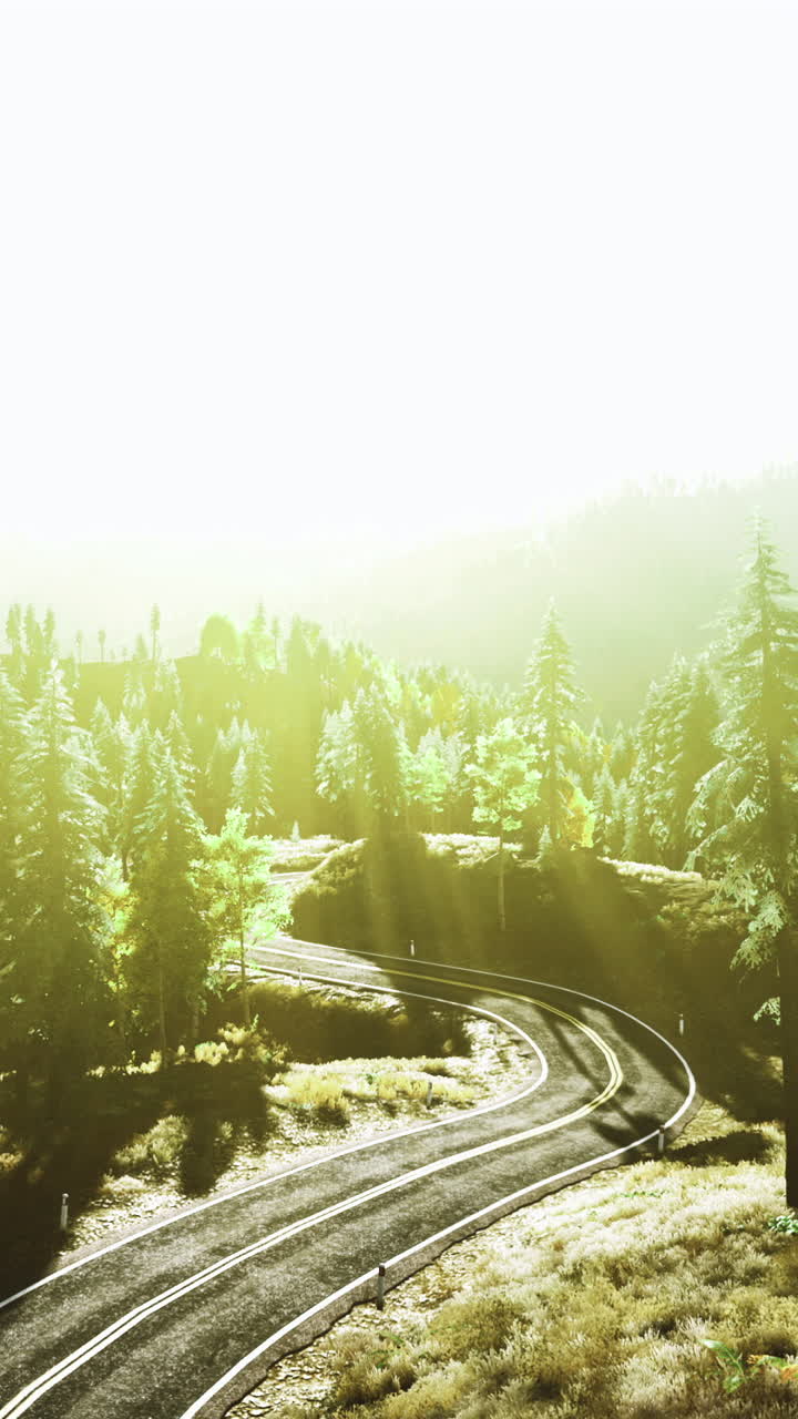 Scenic winding road through lush pine forest at sunrise