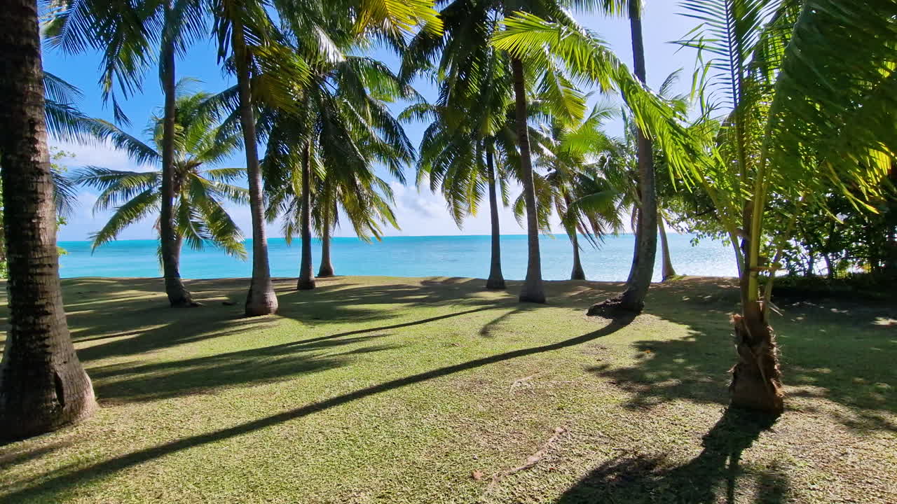 playa tropical con palmeras