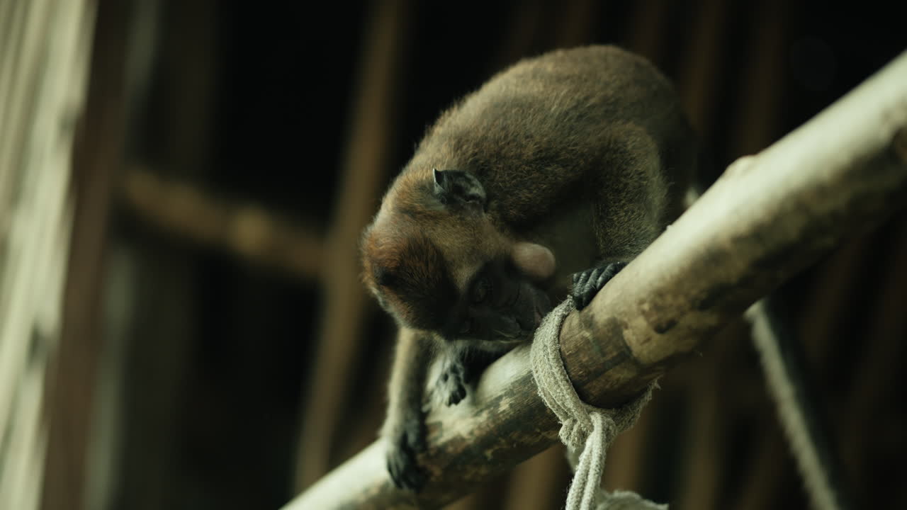 Baby Monkey on a Branch