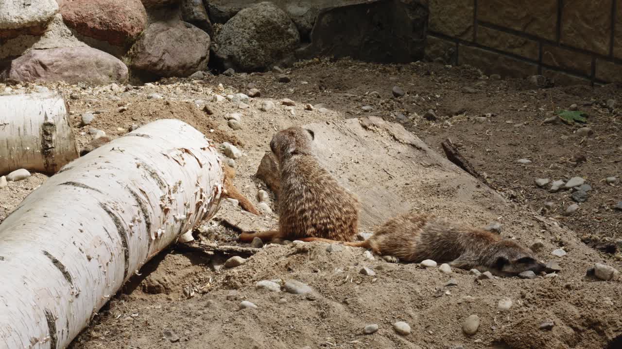 Small Mammal Meerkats close to wooden A Log At Wildlife Park