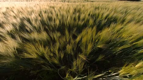 agricultura de cereales campos de cultivos iluminados por el amanecer