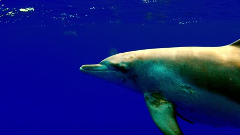 common dolphin with remora, suckerfish swimming near the camera by the blue ocean