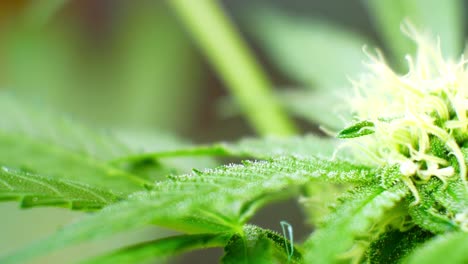 marihuana medicinal narcótico planta de cannabis ilegal prohibido invernadero jardín herbario maleza primer plano dolly derecho