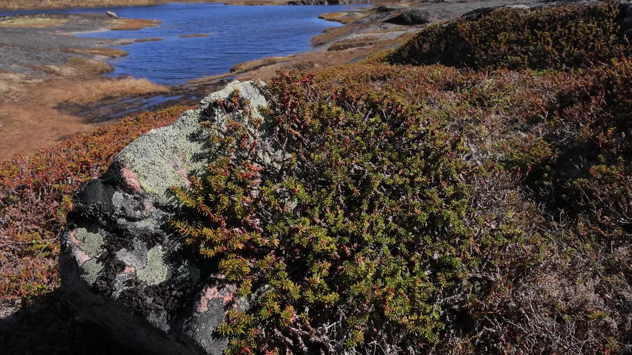 북극  ⁇ 드라 (arctic tundra) 는 에리카세이 (ericaceae) 과에 속하는 세 종의 난쟁이 상록수 관목의 속이다. 이들은 일반적으로 크로베리 (crowberries) 로 알려져 있으며 식용 열매를 맺는다.