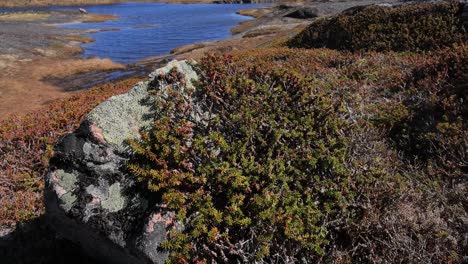 tundra ártica. empetrum é um gênero de três espécies de arbustos verdes anões da família ericaceae. eles são comumente conhecidos como mirtilos e dão frutos comestíveis.