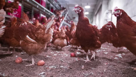 Time-lapse-of-many-chicken-moving-freely-inside-a-poultry-processing-factory