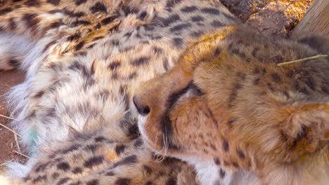 A-beautiful-cheetah-turns-and-looks-straight-into-the-camera-beautiful-big-cat-on-safari-in-Africa