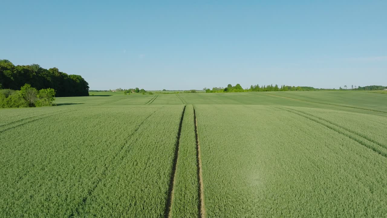 Aerial establishing view of ripening grain field, organic farming, countryside landscape, production of food and biomass for sustainable management, sunny summer day, wide drone shot moving forward