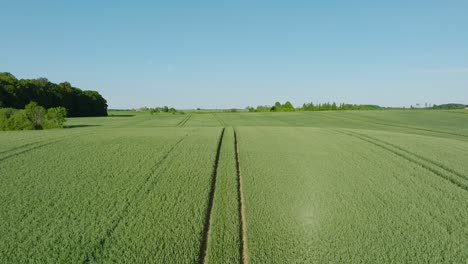 aerial establishing view of ripening grain field, organic farming, countryside landscape, production of food and biomass for sustainable management, sunny summer day, wide drone shot moving forward