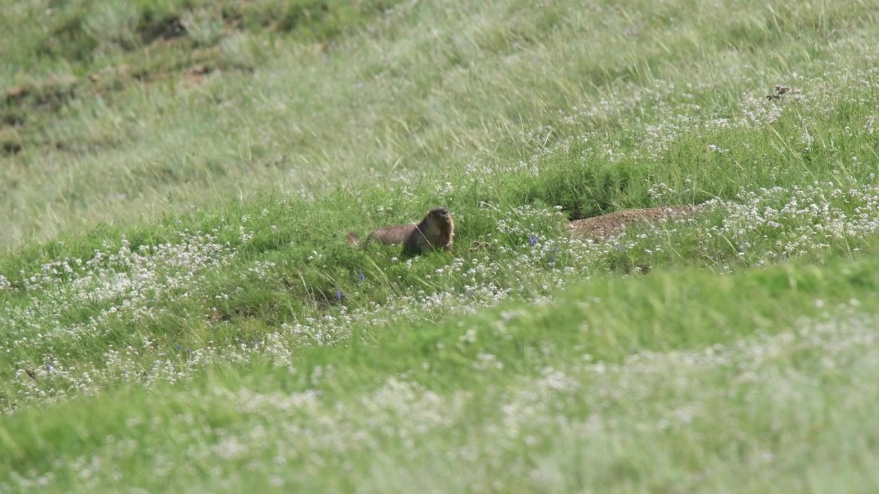 Marmot Standing in a Grassy Meadow