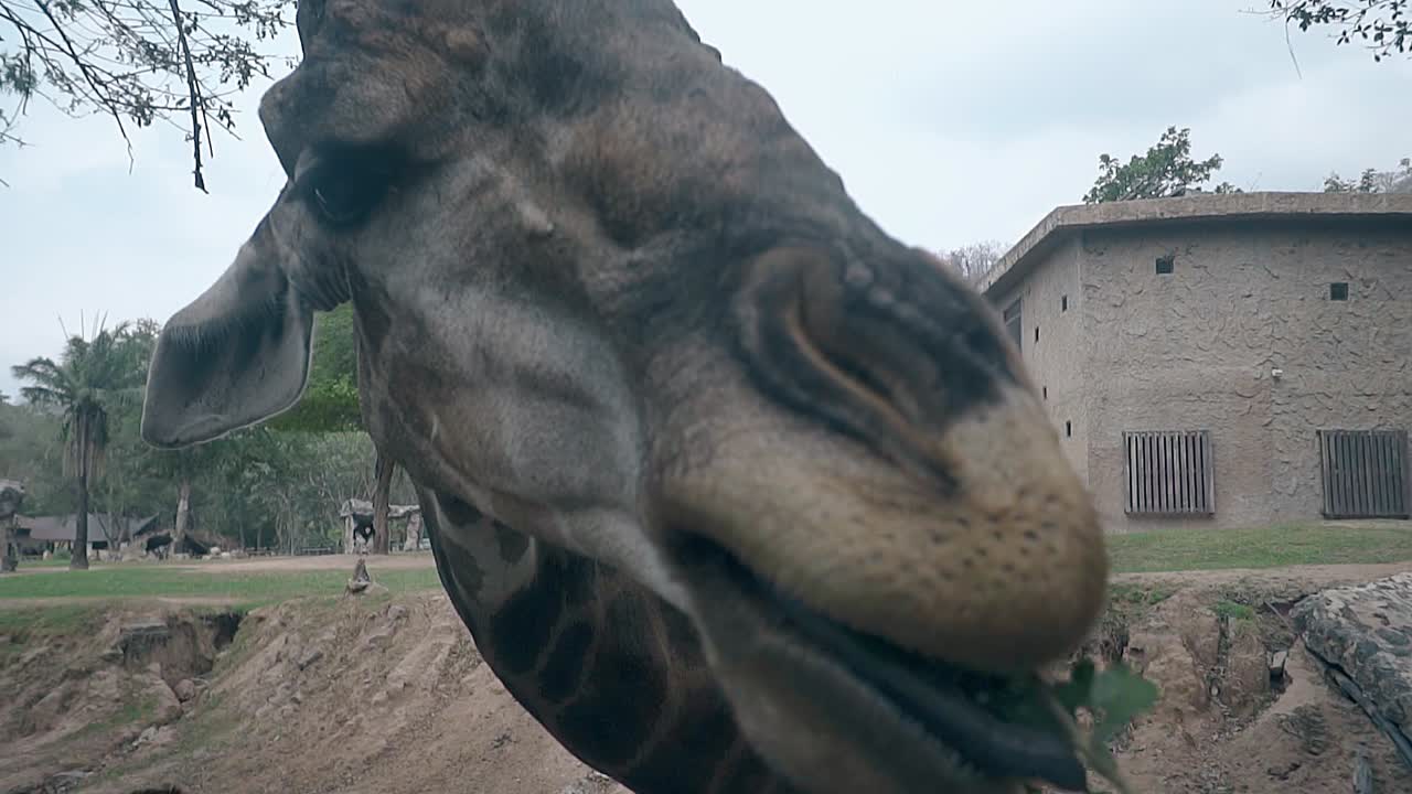 웃긴 기라프가 녹색의 매운 잎을 가진  ⁇ 은 가지를  ⁇ 는다.