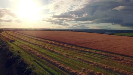 drone footage of golden fields