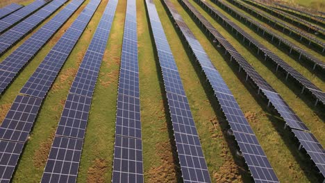 A-large-solar-farm-at-sunset-with-multiple-deer-hiding-under-the-panels