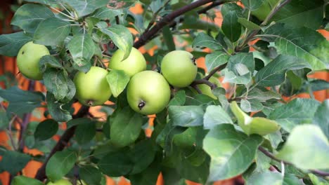 muchas manzanas orgánicas en una rama de manzano ondeando y moviéndose de la brisa del viento