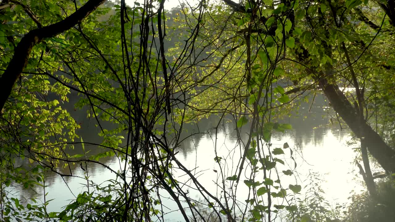 슬라이더는  ⁇ 힌 포도나무와 나무 가지를 통해 강을 내려다보며  ⁇ 았습니다.