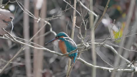 Common-Kingfisher-Sitting-And-Resting-On-A-Thin-Branch-In-The-Woods---close-up