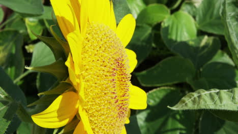 profile shot of a giant sunflower in muscat, oman, close up