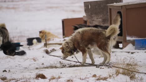 raven tries to steal food from a husky