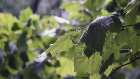 sycamore sharp leaves on branch with water and sunlight shine in daytime