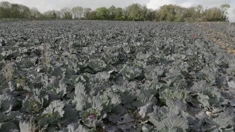 verduras de invierno repollo de campo inglaterra cotswolds reino unido