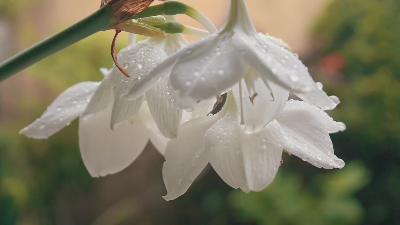 After raining shot in the flower