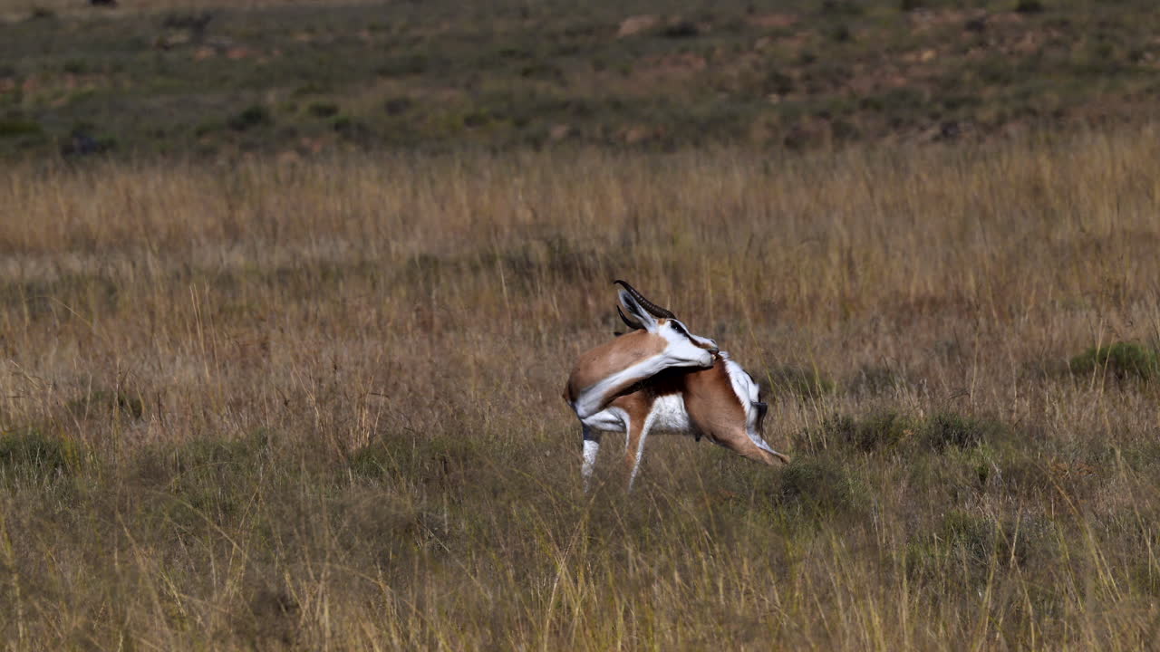 springbok limpiando su glándula posterior, zebra de montaña n.p.