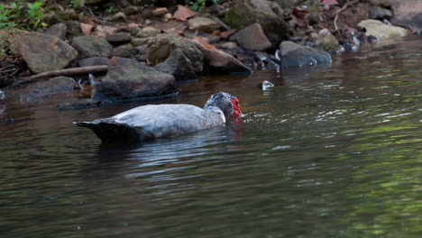 un pato real en el agua