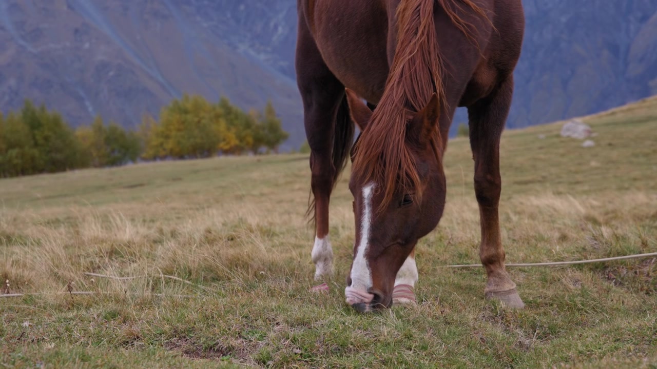Elegante cavallo marrone che mangia l'erba.