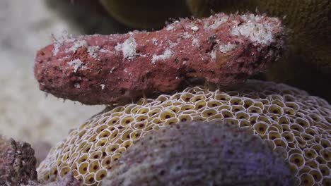 primer plano de un erizo de flores con un gran trozo de escombros como camuflaje en koh tao, tailandia