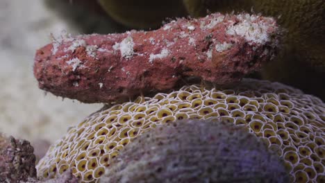 close up of flower urchin with large piece of rubble as camouflage in koh tao, thailand