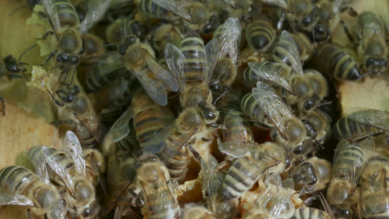 Group of honey bees working on open honeycomb cells