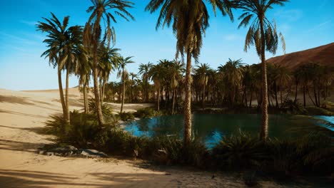 oasis with palm trees in desert