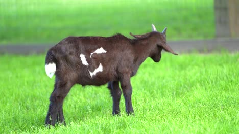 una cabra negra con letreros blancos sobre el prado de la granja