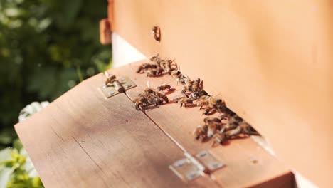 wooden beehive and bees at busy time