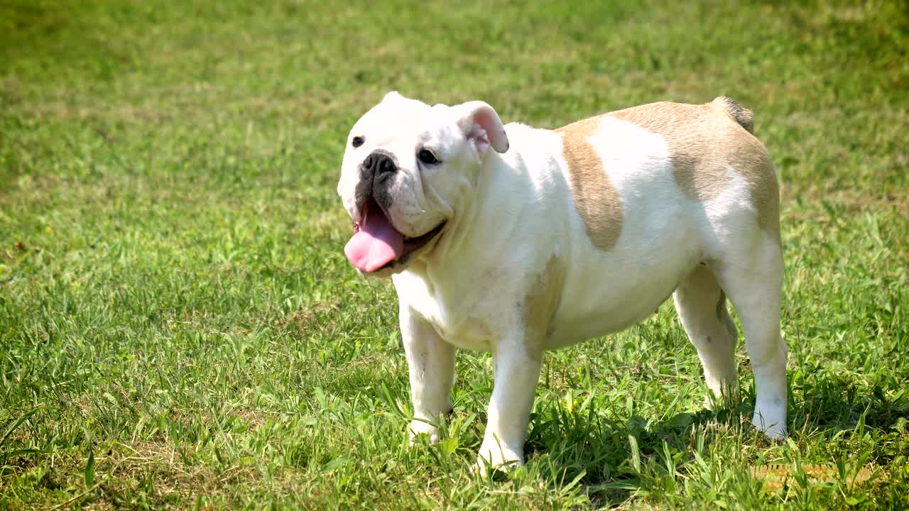 아름다운 색 갈색 영어 불도그, 풀 위에 앉아있는 아름다운 얼굴, 자연 배경, 개념: 패러디스트 개, 좋아하는 동물, 진정한 친구, 개의 혈통, 친구의 개, 작은 양털.