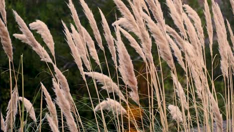 elegant pampas grass sways gently in the wind, creating a serene and calming scene. the soft motion and natural light evoke peace, making it ideal for nature, wellness, or background visuals.