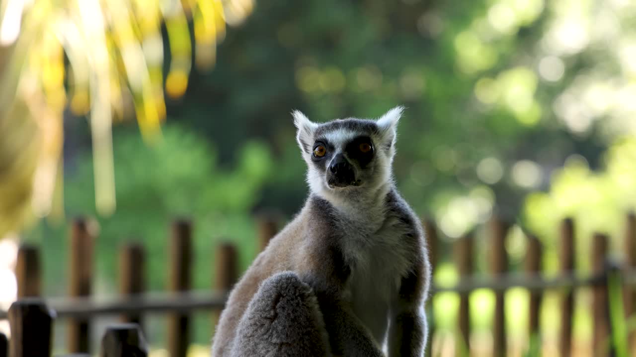 Um lêmure-de-cauda-anelada está sentado em uma cerca de madeira, observando o ambiente em um santuário florestal iluminado pelo sol.