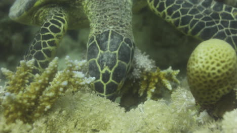 Tortuga-Marina-En-El-Arrecife-De-Coral-Del-Mar-Rojo-De-Egipto