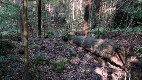 tree trunk cut and fall at blue mountains national park in new south wales, australia. sideways shot