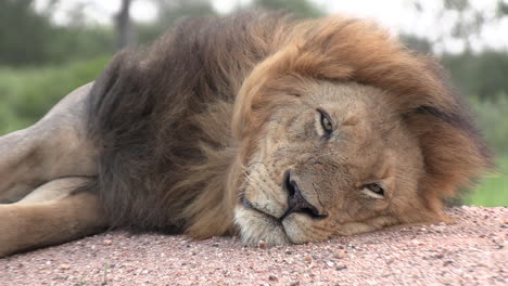 large male lion sleeps as wind blows through mane, frontal close-up