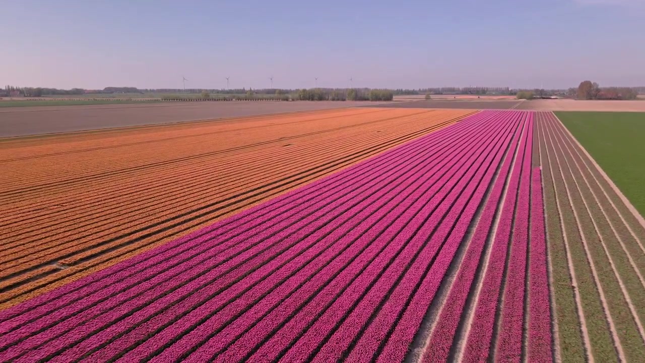Vue aérienne de champs de tulipes de différentes couleurs aux Pays-Bas
