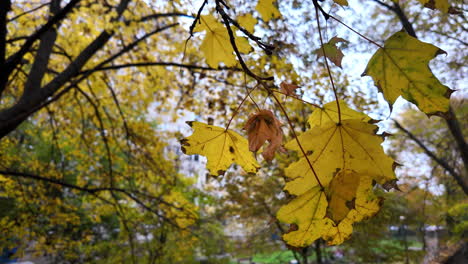 close-up of yellow autumn leaves on tree branch