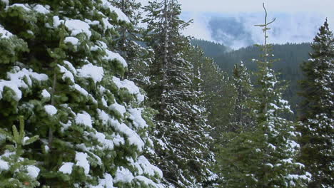 Snow-Covers-Pine-Trees-At-Yellowstone-National-Park