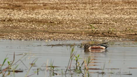 northern shoveler, spatula clypeata, bueng boraphet, nakhon sawan thailand