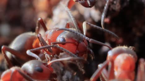 ant close-up in the wild.