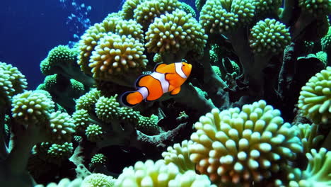 clownfish in a coral garden