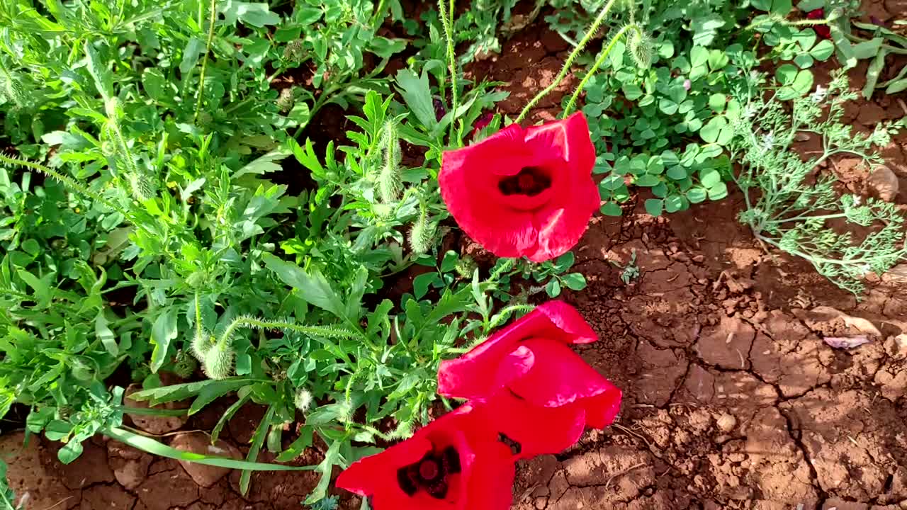 flores de anémona de amapola que florecen en el campo