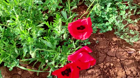 poppy anemone flowers blooming in the field