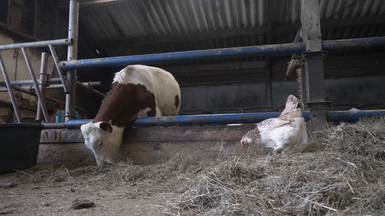Mucca marrone e bianca che mangia e si nutre di fieno nel fienile e erba secca in una fattoria biologica nei Paesi Bassi