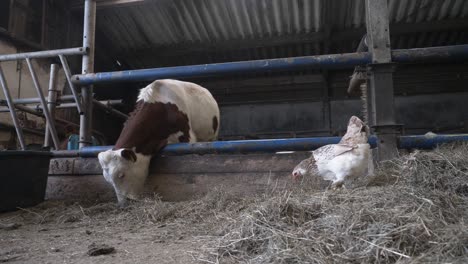 brown and white cow eating and feed hay in the barn and dry grass in organic farm at the netherlands holland